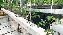 无土栽培管道中的番茄，需要如何养护？快来看看！
