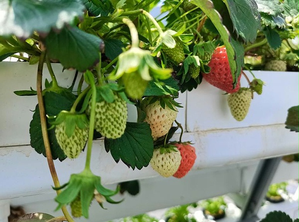 荣成农业 2幸运买家二元培种植架种植的草莓结果了