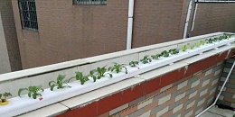 阳台管道水培蔬菜,原来还可以这样种菜！