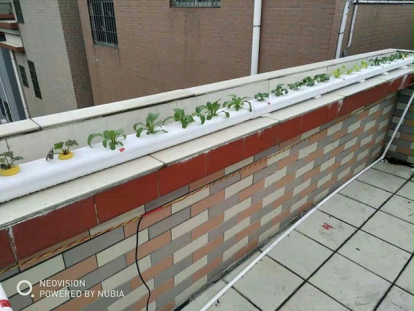 阳台管道水培蔬菜