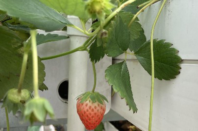 草莓种植架种植，原来这么棒！