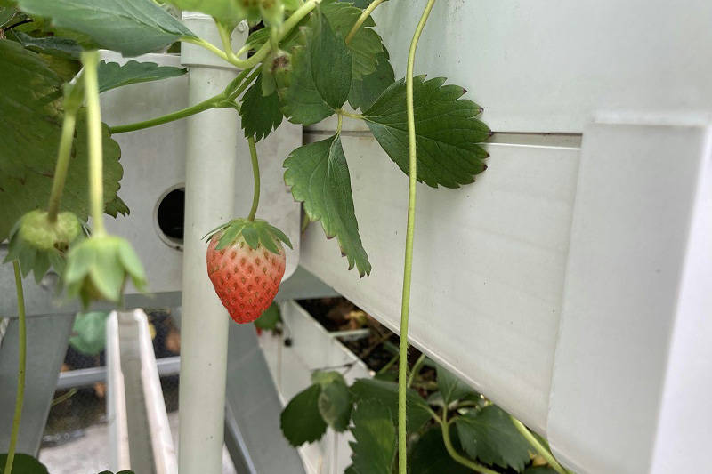 图：南通荣成农业 草莓种植架