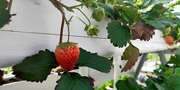 这样的草莓栽培槽，种出来的草莓更鲜美!