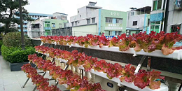 屋顶种植蔬菜，你还在纠结用什么种吗？
