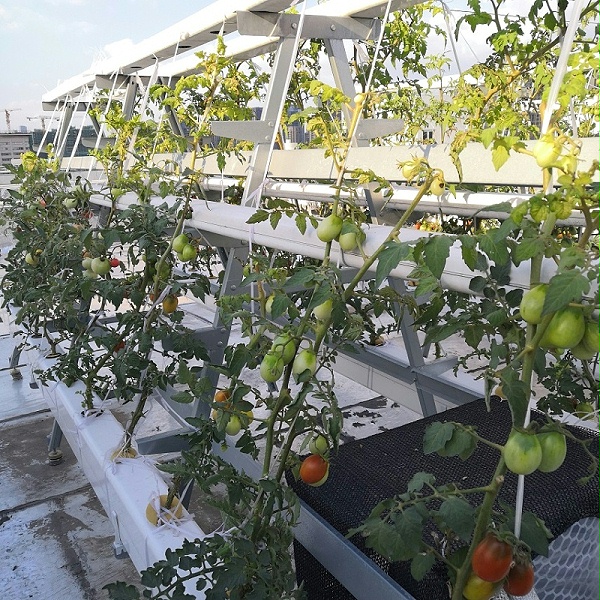 全遮光中控隔热水培果蔬管道种植的水培番茄