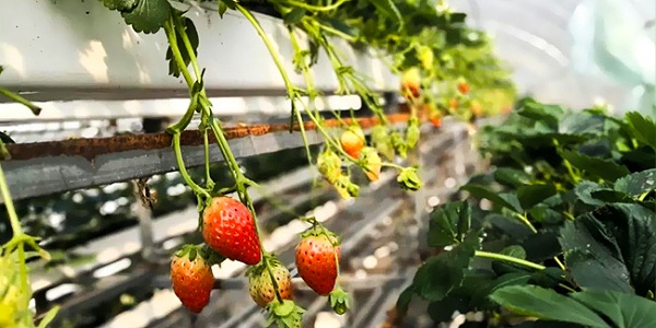 荣诚农业分享温室草莓的无土栽培技术