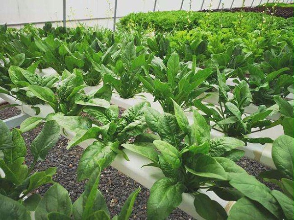 江苏荣诚农业：水培蔬菜出产效率高，能供应大部分果蔬叶菜