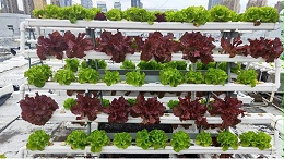 屋顶的空地不要浪费，我们可以无土栽培蔬菜！