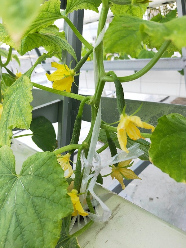 屋顶管道水培种植黄瓜