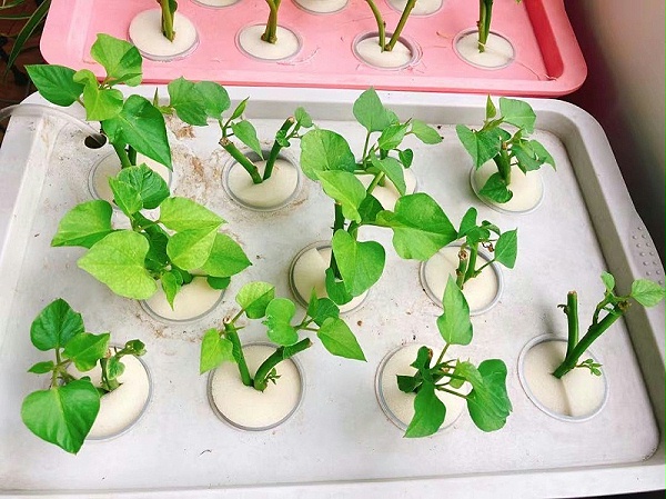 图： 水培种植箱 水培蔬菜
