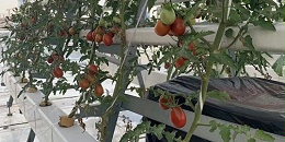 强烈推荐的番茄无土栽培设备，不看后悔！