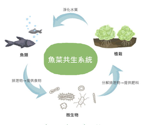 江苏荣诚农业科技发展有限公司：鱼菜循环系统