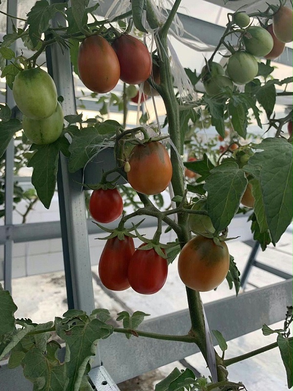 荣诚农业水培番茄