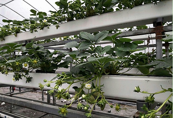 荣诚农业立体种植架水培草莓