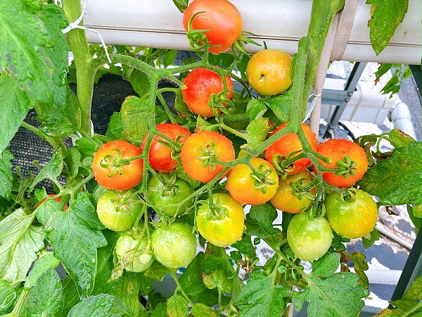 荣诚农业蔬乐管水培管道水培番茄