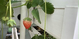 荣诚农业“农耕乐”草莓立体式种植架，你值得种草！