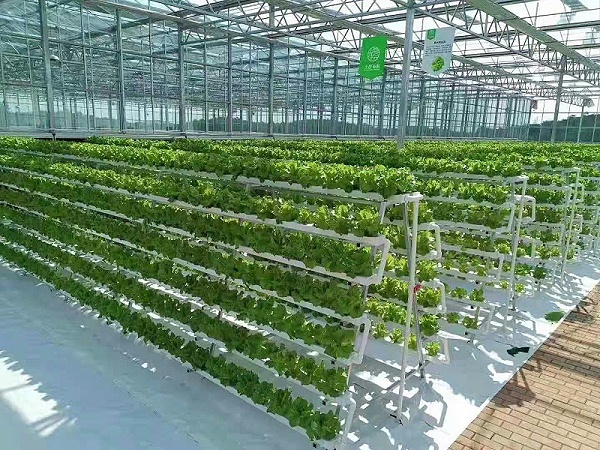 江苏荣诚农业科技发展有限公司：种植架水培蔬菜