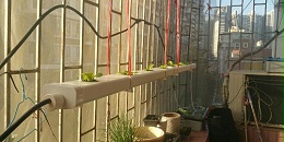 "蔬乐管"水培管道：既能水培新鲜蔬菜又能装饰阳台