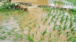 台风对农业的影响有哪些？