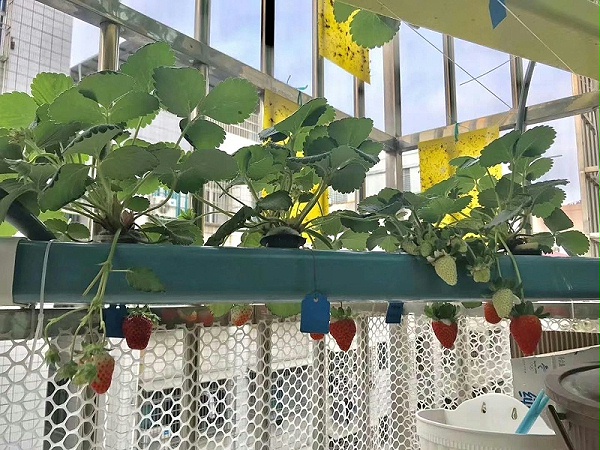江苏荣诚农业 蔬乐管水培管道种植草莓