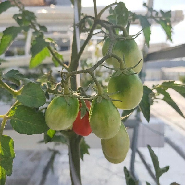 蔬乐管水培管道 水培番茄