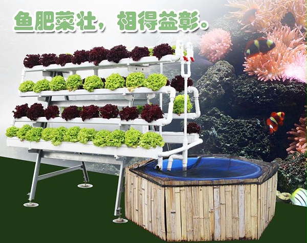 图：南通荣成农业 鱼菜共生系统