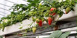 大棚种植草莓，你看明白了吗？