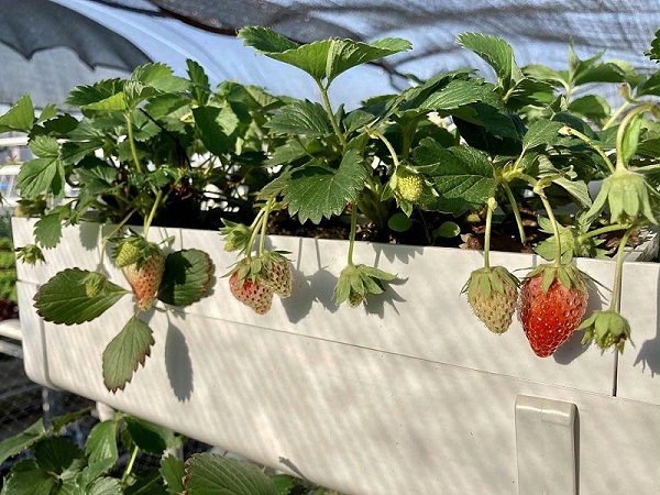 图：南通荣成农业 草莓立体种植槽架 农耕乐