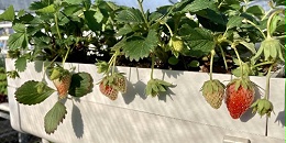 双重养分供给的草莓立体种植槽架，你想要吗？