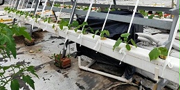 黄瓜无土栽培水培技术