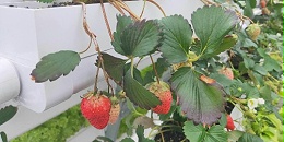 无土栽培草莓立体种植 ，选择“蔬乐管”！
