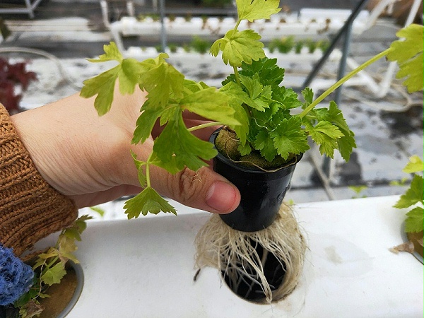 正确的水培香菜种植方法