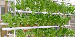 阳台也能无土栽培种植蔬菜吗？
