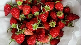 大棚草莓种植槽，这种种植方式，我给100分！