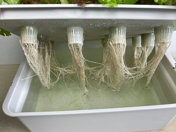 水培蔬菜种植设备 水培生菜根系