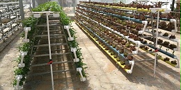 无土栽培：彩色水培管道，为水培事业增添色彩！