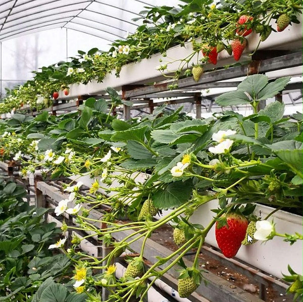 荣成农业 1蔬乐管无土栽培管道种植的草莓