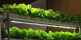 在室内绿化中无土栽培蔬菜的价值！