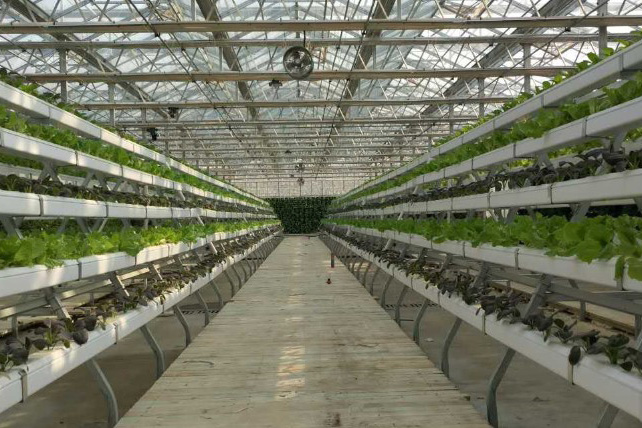智能温室水培蔬菜生产有哪些优势，你知道几个？