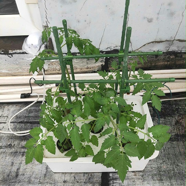 5孔种植箱种植的番茄