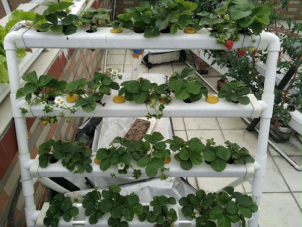 图：南通荣成农业 立体种植架 水培草莓